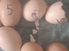 IMG-20250813-WA0025