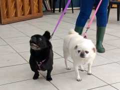 IMG-20250525-WA0006